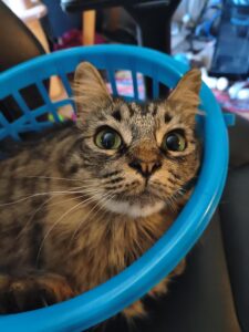 This image is of a brown cat with green iris and a chubby snout sitting in a small blue plastic basket.