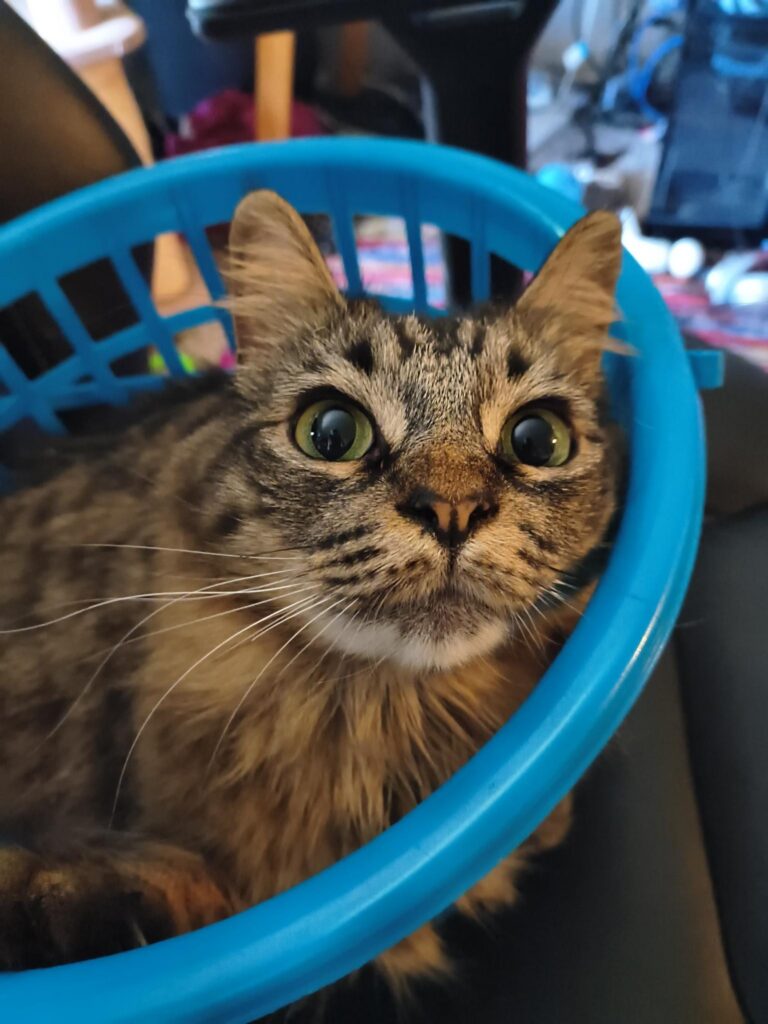This image is of a brown cat with green iris and a chubby snout sitting in a small blue plastic basket.